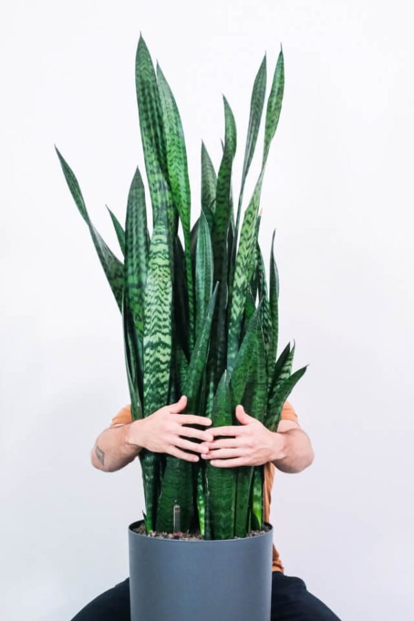 Sansevieria Laurentii - Gambar 2